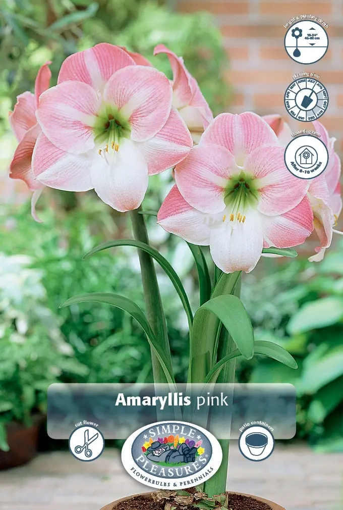 Amaryllis (Hippeastrum) Pink | 12 pcs - De Vroomen US