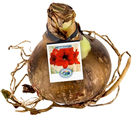 Amaryllis (Hippeastrum) Red | 12 pce - image 2