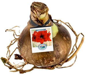 Amaryllis (Hippeastrum) Red | 12 pce - image 2