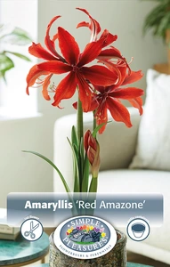 Amaryllis (Hippeastrum) Red Amazone | 10 pce - image 2
