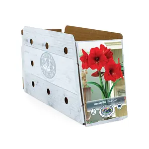 Amaryllis (Hippeastrum) Red Lion | 10 pce - image 2
