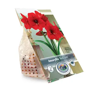 Amaryllis (Hippeastrum) Red Lion | 10 pce - image 3