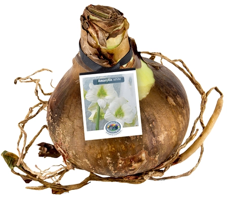 Amaryllis (Hippeastrum) White | 12 pce - image 2