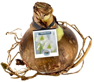 Amaryllis (Hippeastrum) White | 12 pce - image 2