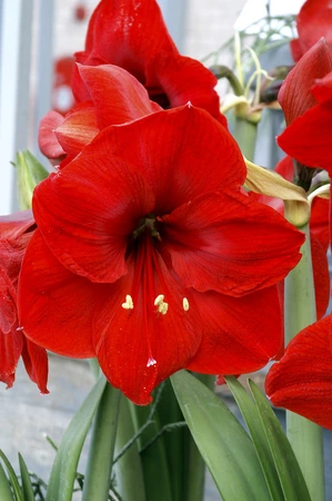Amaryllis Red Lion | 10 pce
