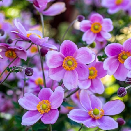 anemone-450x450-