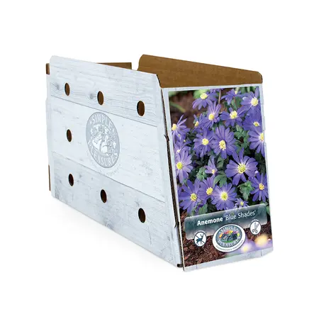 Anemone Blanda Blue Shades | Cappers 15 x 20 - image 2