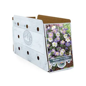 Anemone Blanda Mixed | Capper 20 x 15 - image 2
