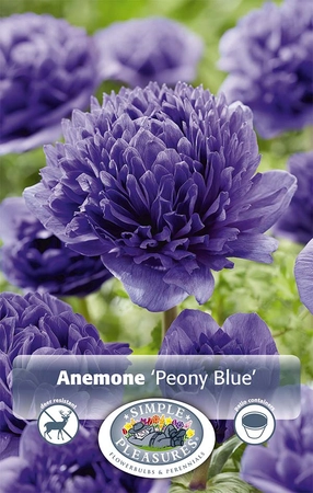 Anemone Blue | Capper 5 x 16 - image 4