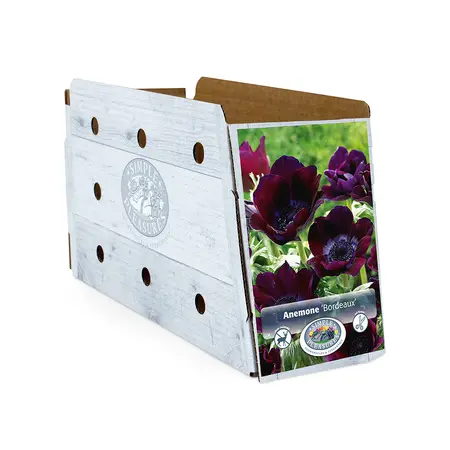 Anemone Coronaria Bordeaux | Cappers 10 x 20 - image 2