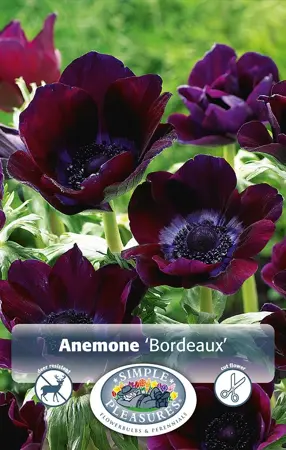 Anemone Coronaria Bordeaux | Cappers 10 x 20 - image 1