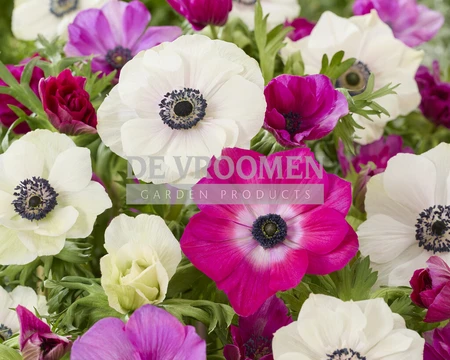Anemone Love Spell NEW | Capper 30 x 18