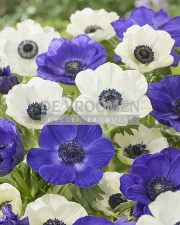 Anemone Ocean Pearl Mix | Capper 18 x 30