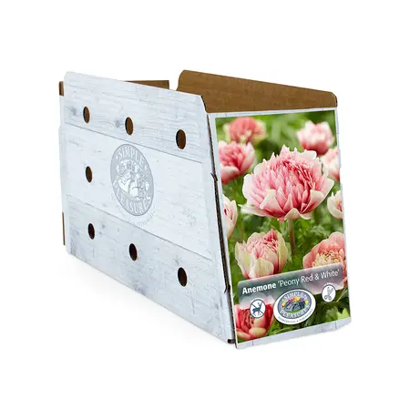 Anemone Peony Red/White | Capper 5 x 16 - image 2