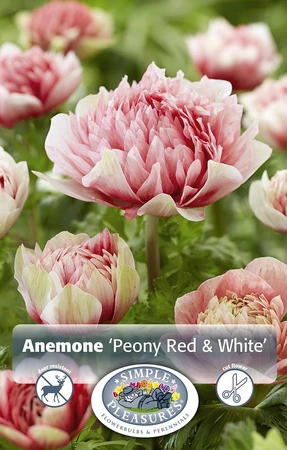 Anemone Peony Red/White | Capper 5 x 16 - image 3
