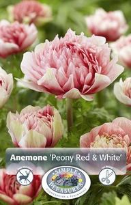 Anemone Peony Red/White | Capper 5 x 16 - image 3