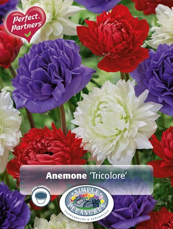 Anemone Peony Tricolore | Cappers 6 x 20 - image 2