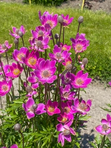 Anemone Spring Beauty Pink NEW | 25 pcs