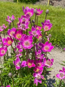 Anemone Spring Beauty Pink NEW | 25 pcs