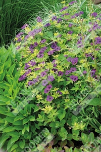 Geranium Ann Folkard | 25 pce