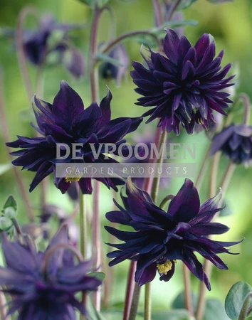 Aquilegia Black Barlow | 400 pce