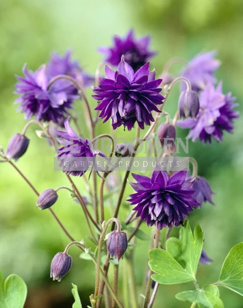 Aquilegia Blue Barlow | 400 pce