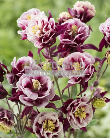 Aquilegia Winky Red and White | 400 pce