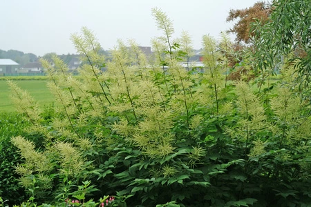Aruncus Dioicus | 25 pce