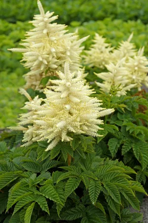 Aruncus Sparkles | 25 pce