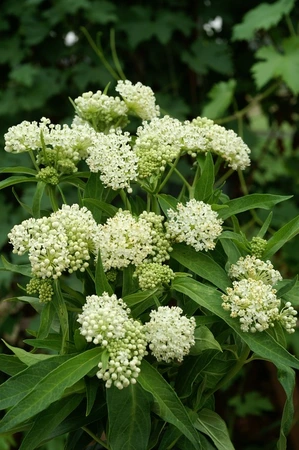 Asclepias Ice Ballet | 350 pce