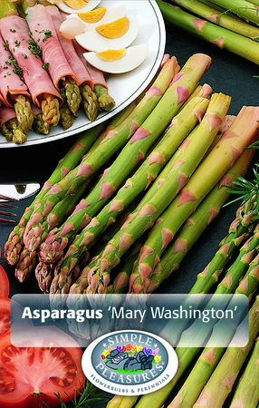 Asparagus Mary Washington | Capper 16 x 5