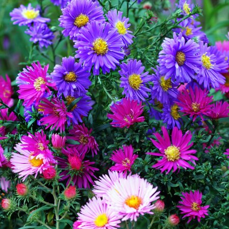 Flotteur mapp aster court - par 2