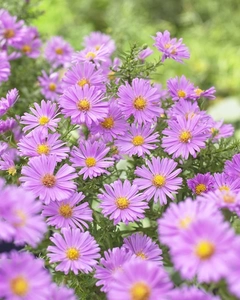 Aster Alice Haslam | 25 pcs