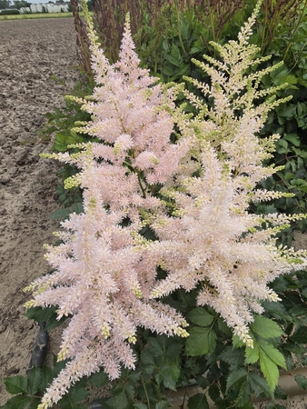 Astilbe Abby Cadabby | 25 pcs