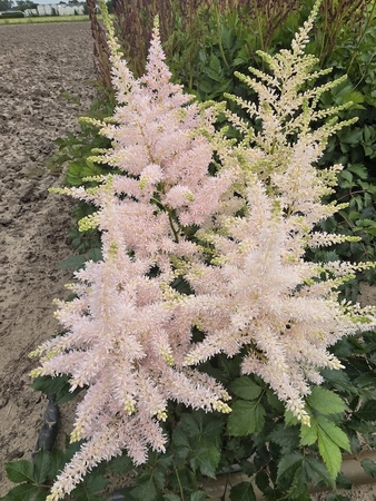 Astilbe Abby Cadabby | 25 pcs