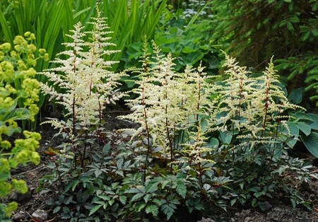 Astilbe Cappuccino PBR | 25 pce