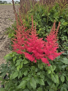 Astilbe Cookie Monsters Favourite | 25 pcs