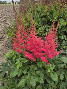 Astilbe Cookie Monsters Favourite | 25 pcs
