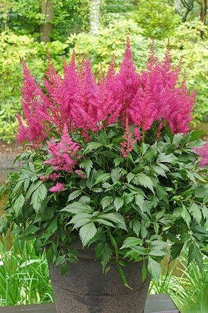 Astilbe Elisabeth van Veen | 125 pce