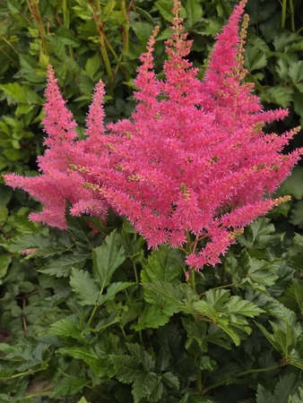 Astilbe Elmo | 25 pcs