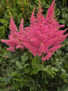 Astilbe Elmo | 25 pcs