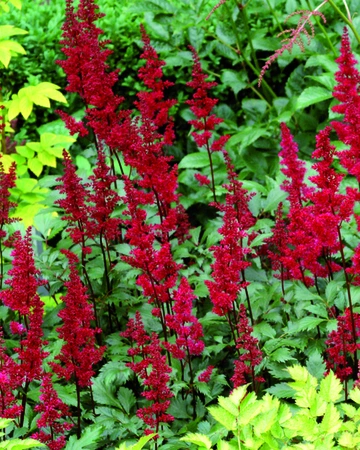 Astilbe Fanal | 25 pce