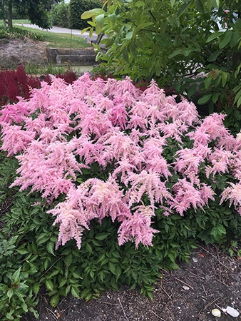 Astilbe Fireworks Pink PBR | 125 pce