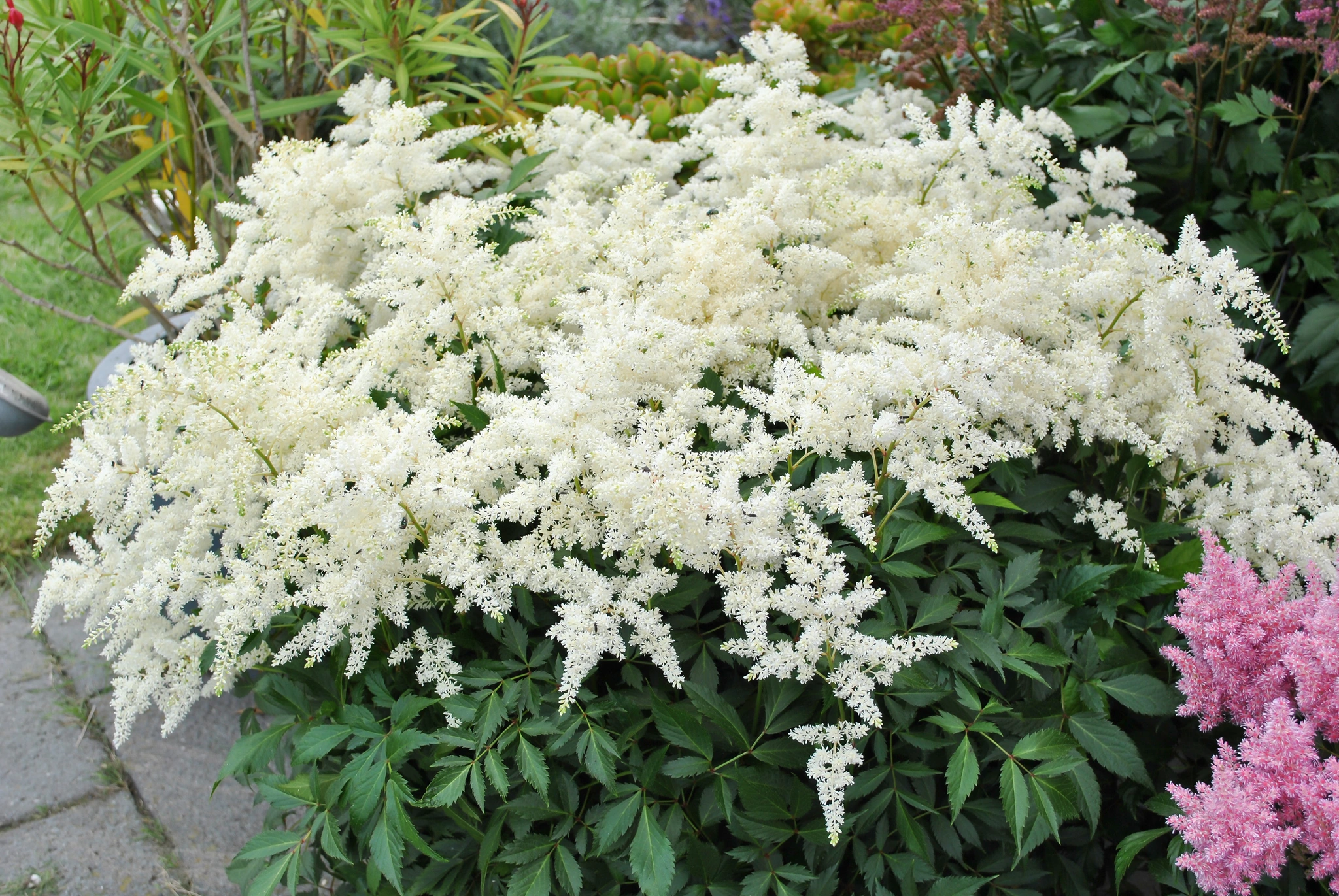 Astilbe Fireworks White PBR De Vroomen US