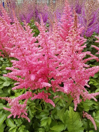 Astilbe Highlight NEW | 25 pcs