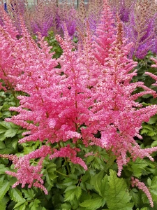 Astilbe Highlight NEW | 25 pcs