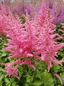 Astilbe Highlight NEW | 25 pcs
