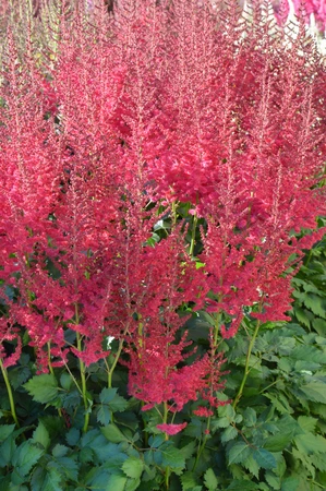 Astilbe Hot Pearls PBR | 125 pce