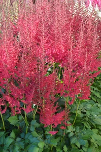 Astilbe Hot Pearls PBR | 125 pce