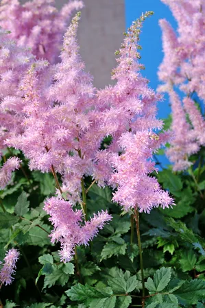 Astilbe Ice Cream PBR | 125 pce